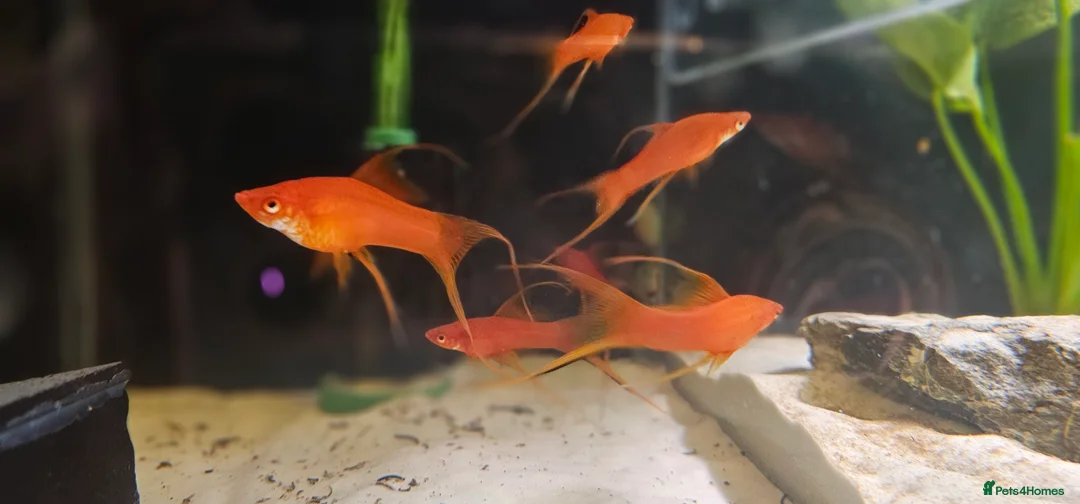 Swordtails fish for sale: Lyretail Male Adult Swordtails – Homebred - Advert 1