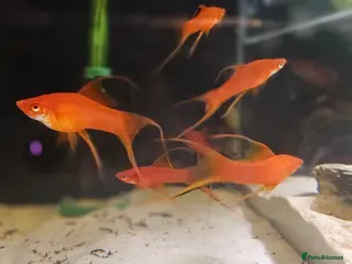 Swordtails fish Lyretail Male Adult Swordtails – Homebred - Advert 1