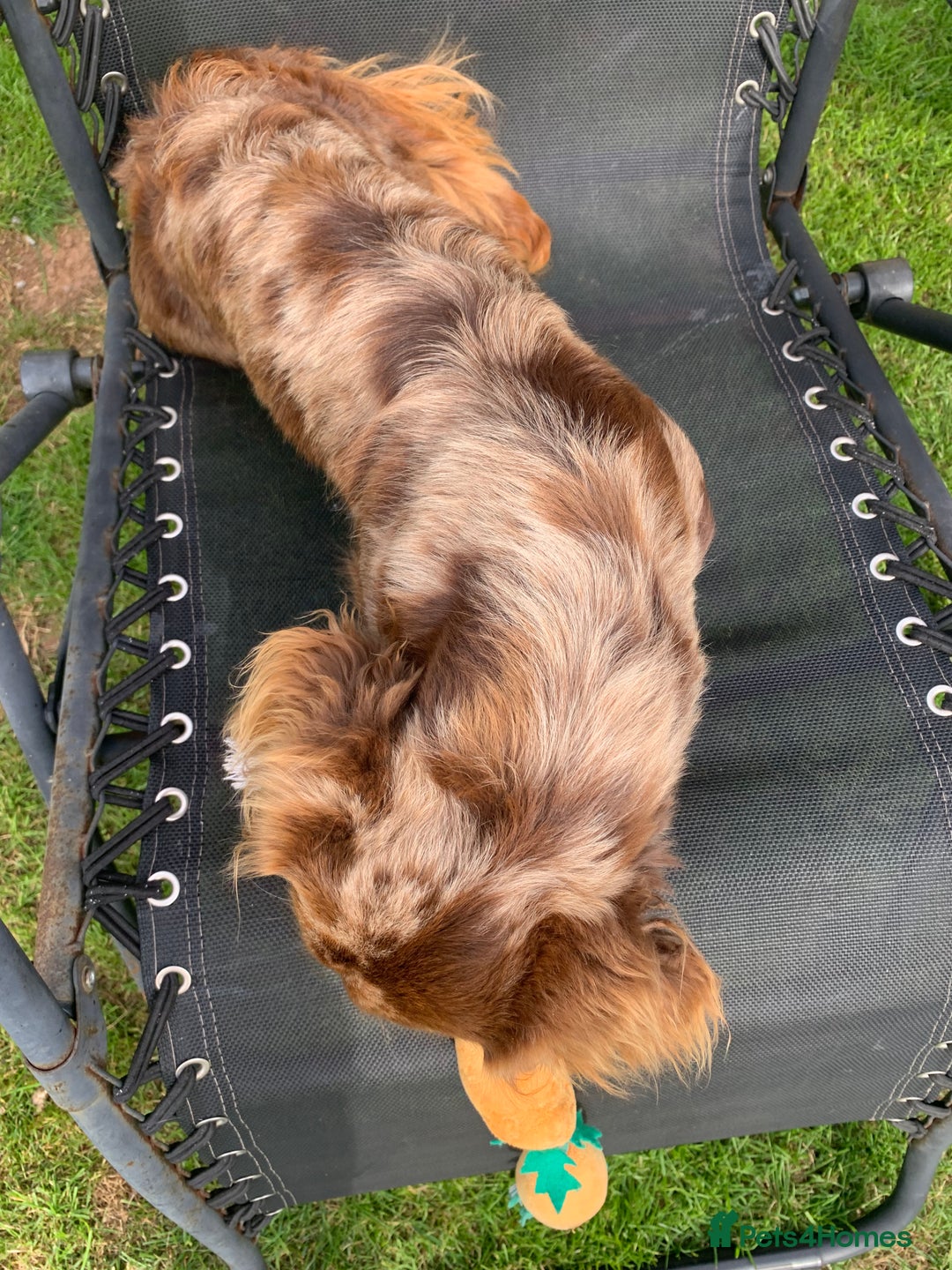Dachshund dogs for stud: K.C reg. long hair dapple dachshund for STUD - Image 8