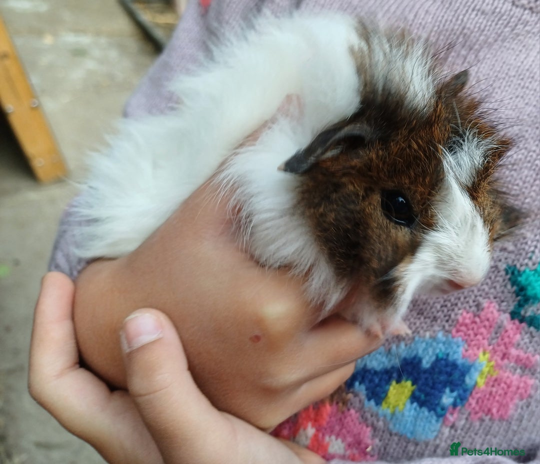 Guinea Pig rodents for sale: Male baby guinea pigs - Image 2