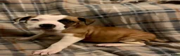 Mixed Breed dogs for sale: Large mix dog breed  in Edinburgh - Advert 10
