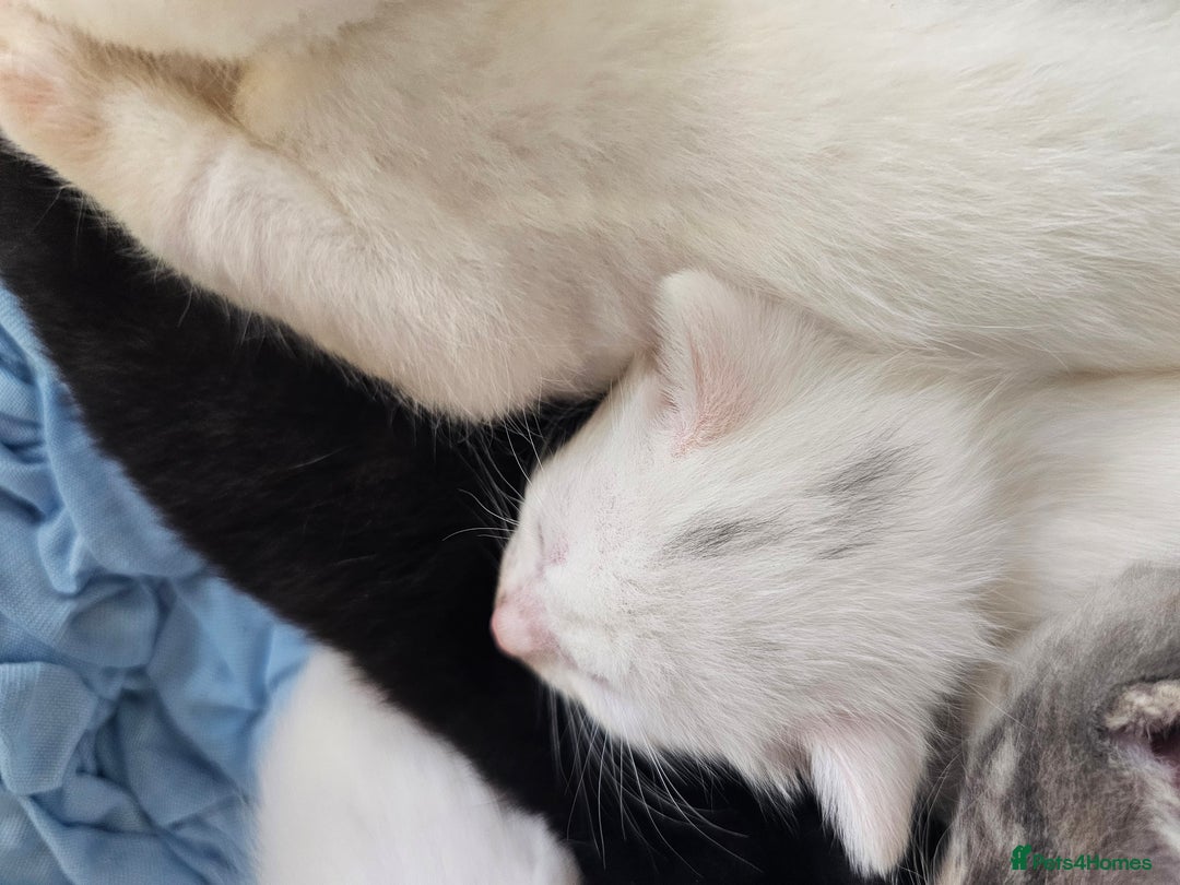 Mixed Breed cats for sale: Kittens Available to Reserve - Image 37