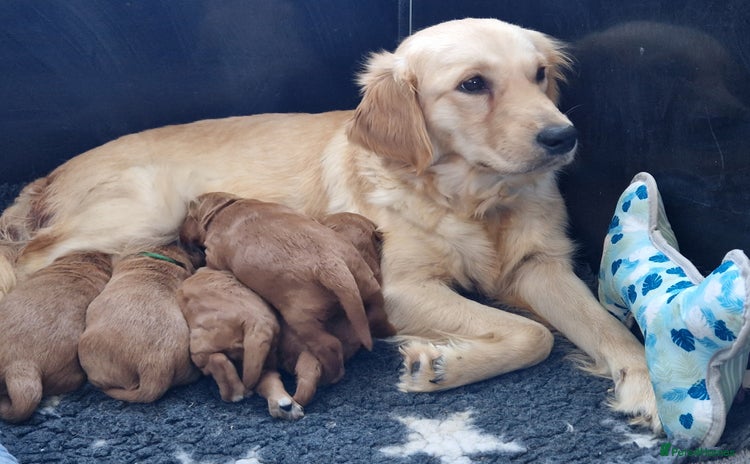 Mini Goldendoodle dogs - Advert 2