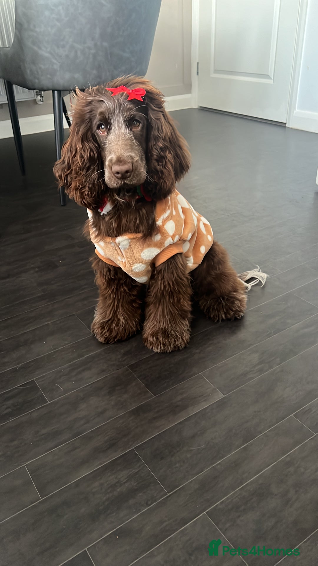Cocker Spaniel dogs for sale: Dolly brown 🍫Cocker spaniel show  - Advert 3
