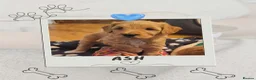 Mixed Breed dogs for sale: Cockerpoo X Miniature Australian Labradoodle  in Kettering - Advert 3