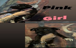 Mixed Breed dogs for sale: Mastiff collies  - Image 9