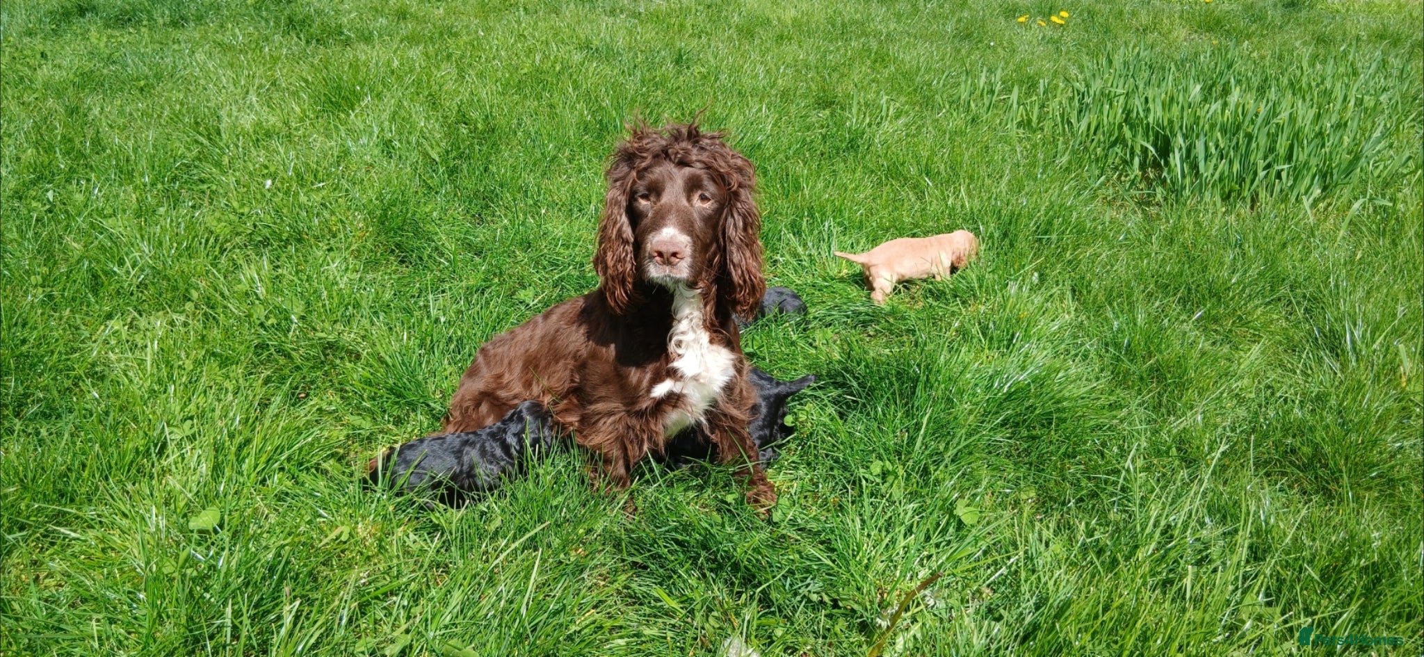 Sprocker dogs Cocker spaniel pups  - Advert 3