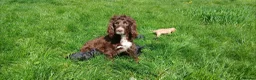 Sprocker dogs for sale: Cocker spaniel pups  - Advert 1