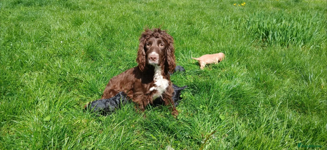 Sprocker dogs for sale: Cocker spaniel pups  - Advert 1