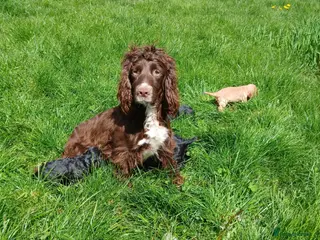 Sprocker dogs Cocker spaniel pups - Advert 3