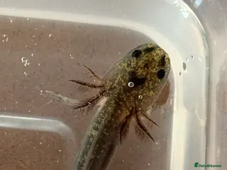 Axolotl reptiles Axolotl - Advert 3