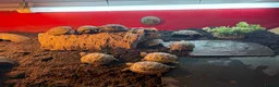 Tortoise reptiles for sale: Baby Horsfield Tortoise  - Advert 3