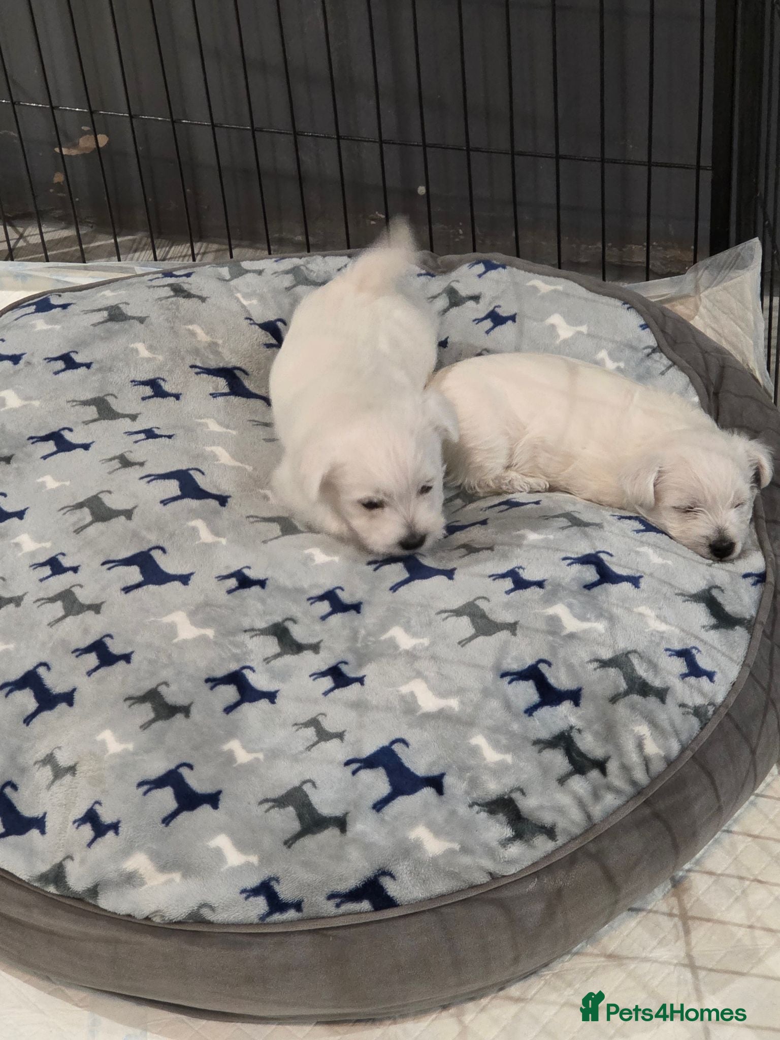 West Highland Terrier dogs Gorgeous pedigree westie pups - Advert 3