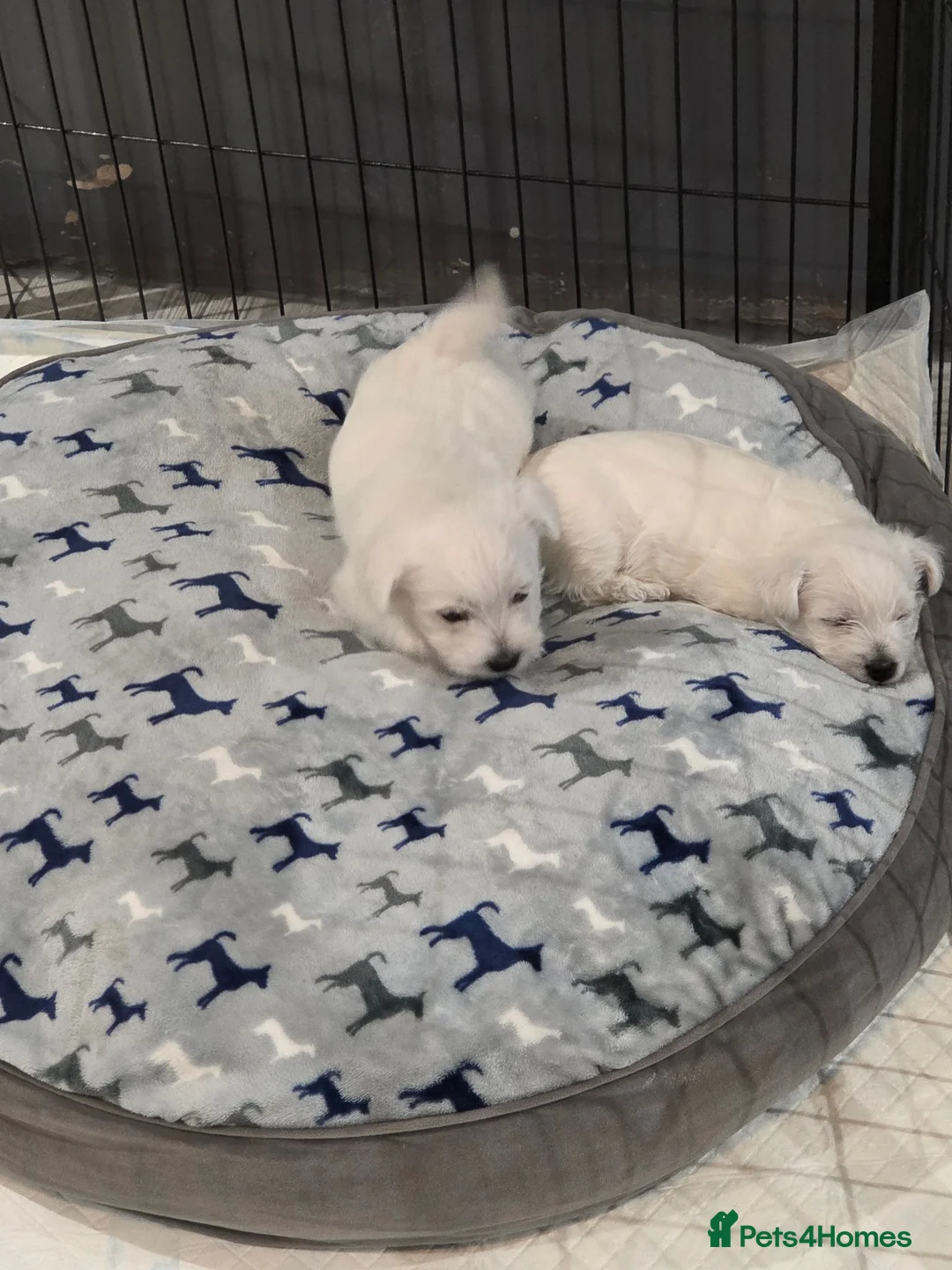 West Highland Terrier dogs for sale: Gorgeous pedigree westie pups - Advert 1