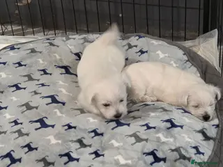 West Highland Terrier dogs Gorgeous pedigree westie pups - Advert 3