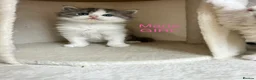 Persian cats for sale: Beautiful kittens  - Advert 16