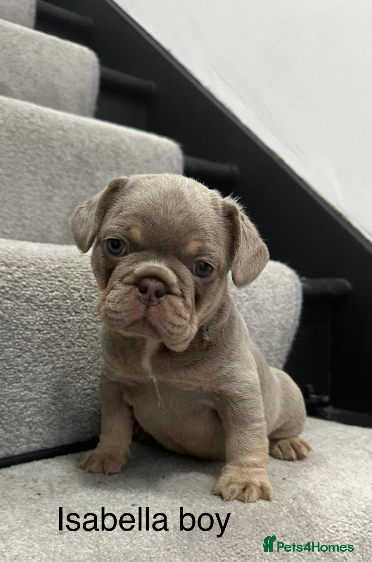 French Bulldog dogs 2 stunning french bulldog boys left - Advert 7