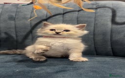 Ragdoll cats for sale: LAST 2 Stunning Ragdoll Girls - Image 2