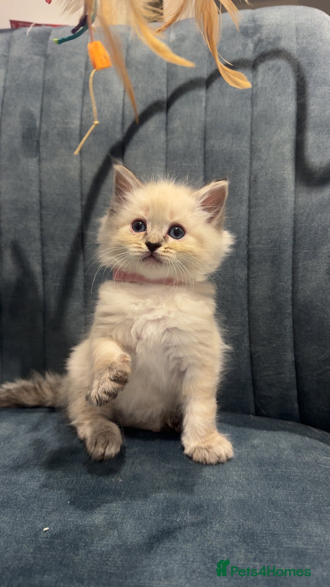 Ragdoll cats for sale: LAST 2 Stunning Ragdoll Girls - Image 2