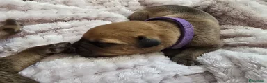 Mixed Breed 11