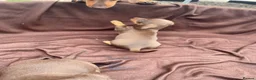 Miniature Dachshund dogs for sale: Stunning miniature dachshund puppies - Advert 5