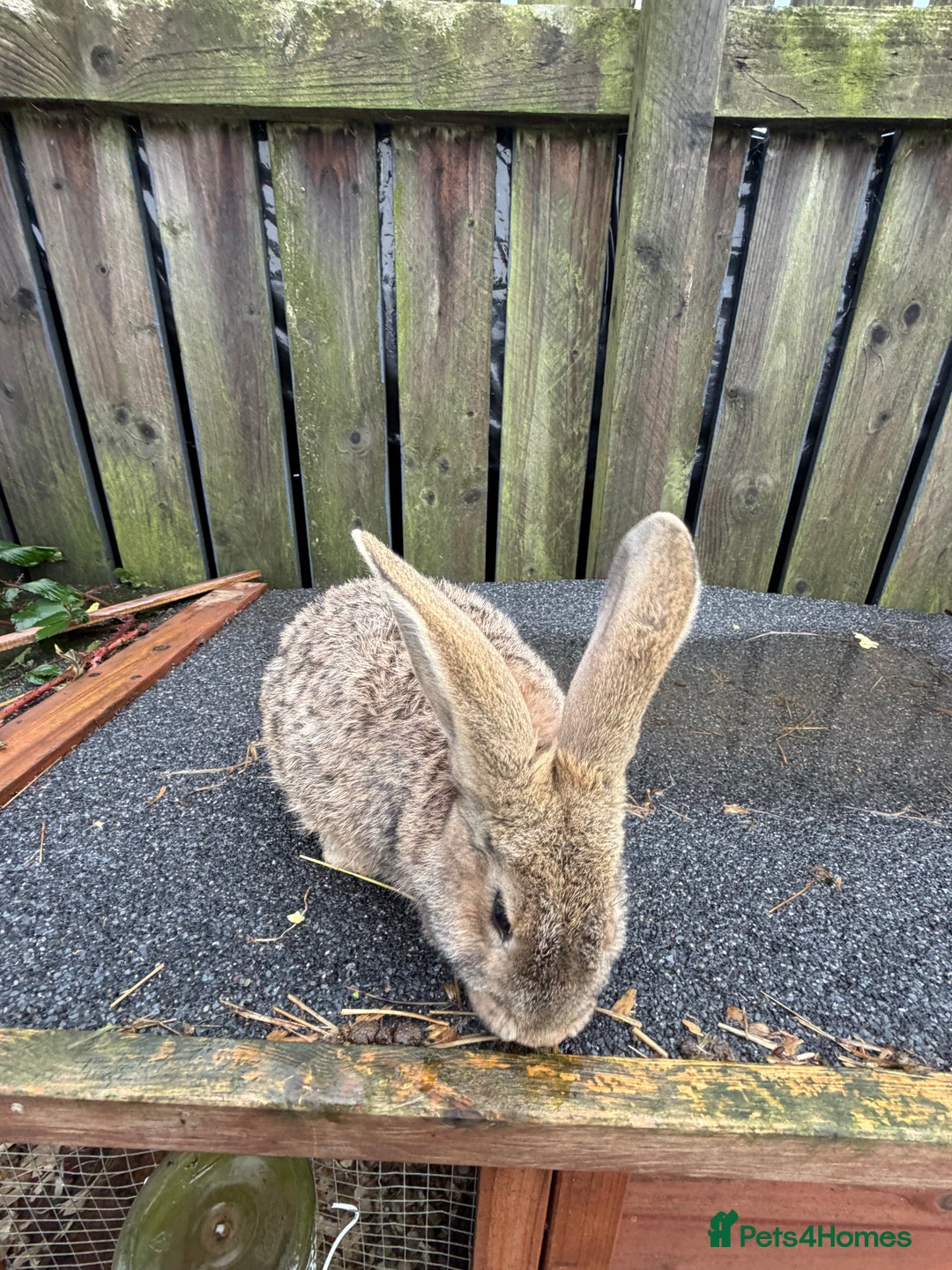 Mixed Breed rabbits for sale: Mixed breeds rabbits  9 to 14 weeks 3 left  - Advert 2