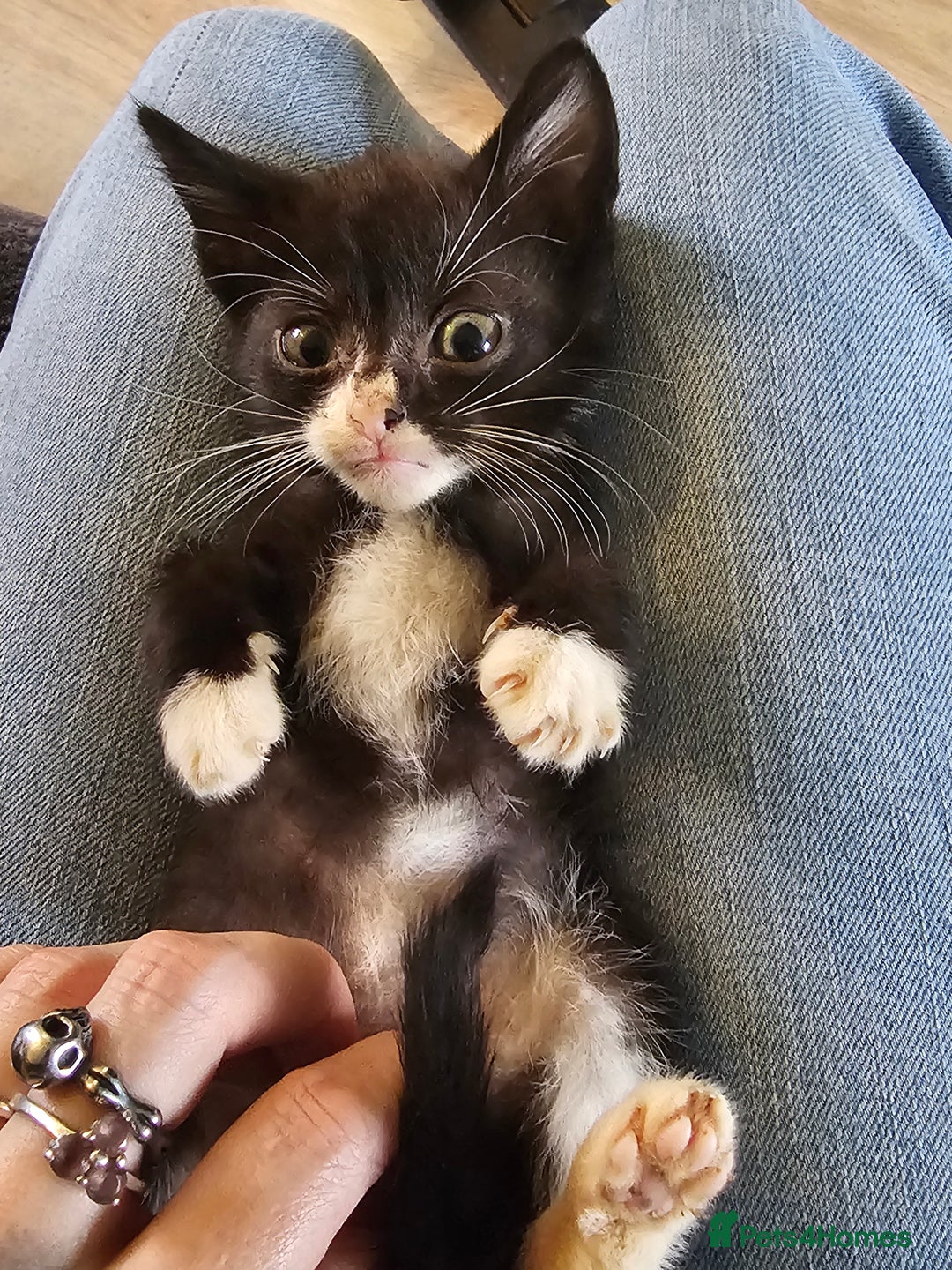 Mixed Breed cats for sale: Adorable kittens looking for their forever homes  - Image 13
