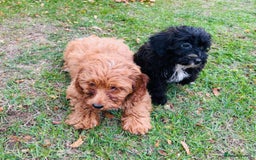Shih Tzu dogs for sale: Shih Tzu Puppies  - Image 4