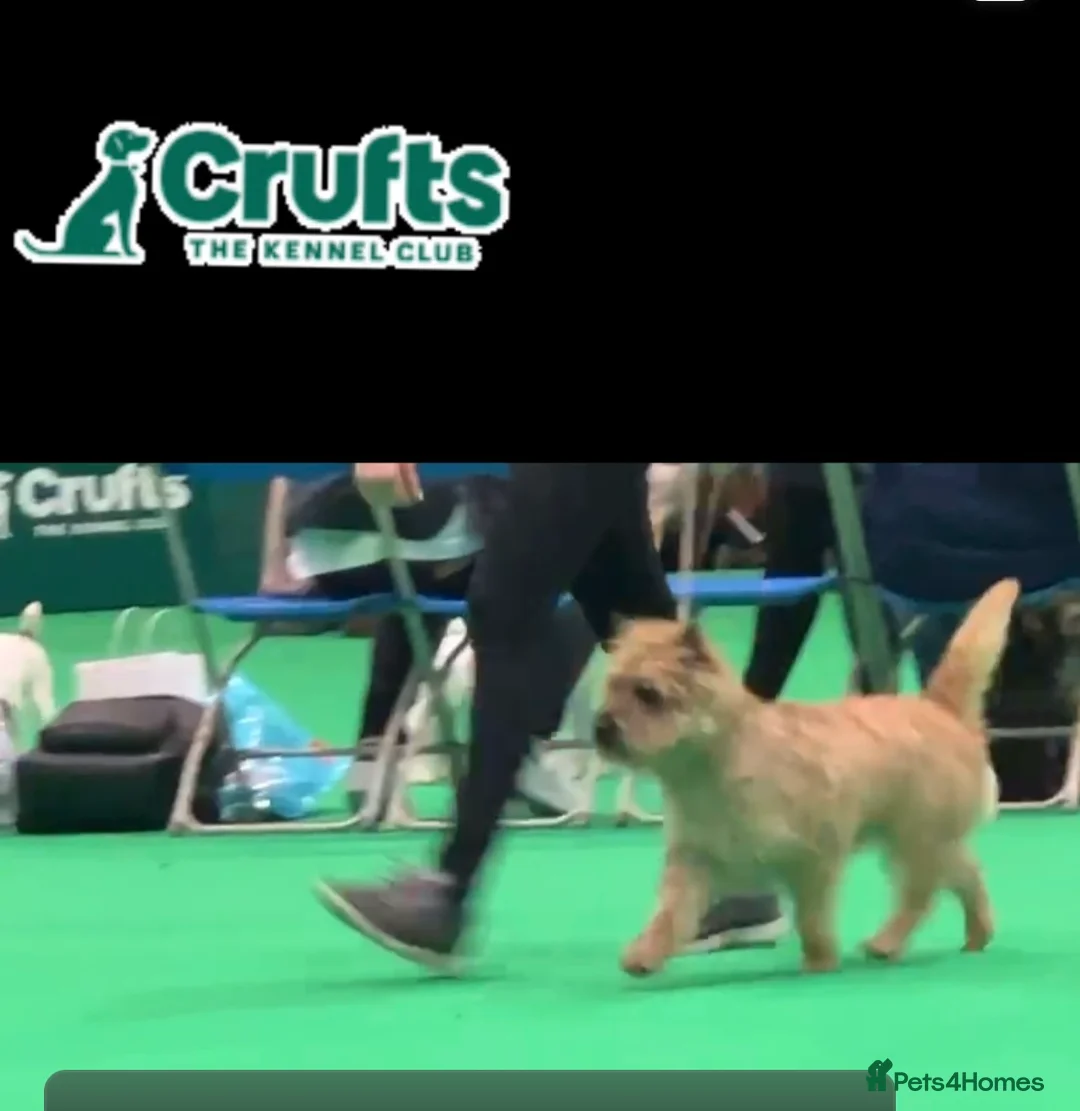 Cairn Terrier dogs for stud: Proven KC Registered Show Dog for Stud - Advert 8