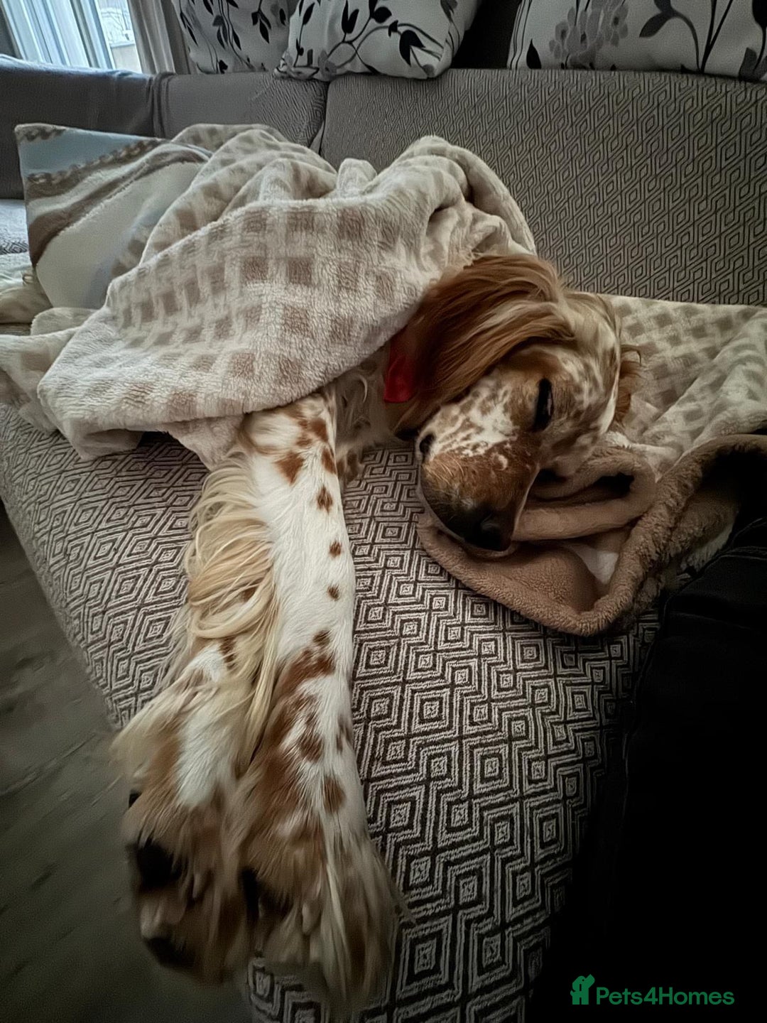 English Setter dogs for adoption: Ruby and Ellie - 2.5 years old | Female Setters - Image 6