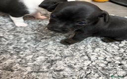 Mixed Breed dogs for sale: jackhuahua Pups - Image 8