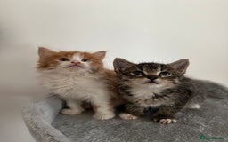 Mixed Breed cats for sale: Adorable Fluffy Kittens Ready Now - Image 1