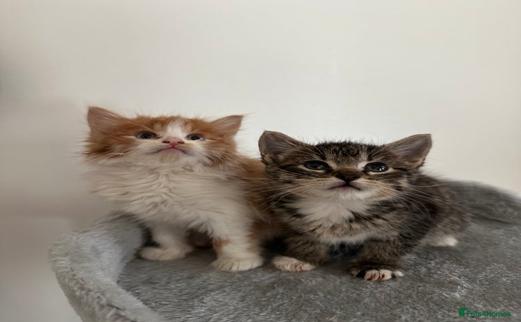 Mixed Breed cats - Advert 10