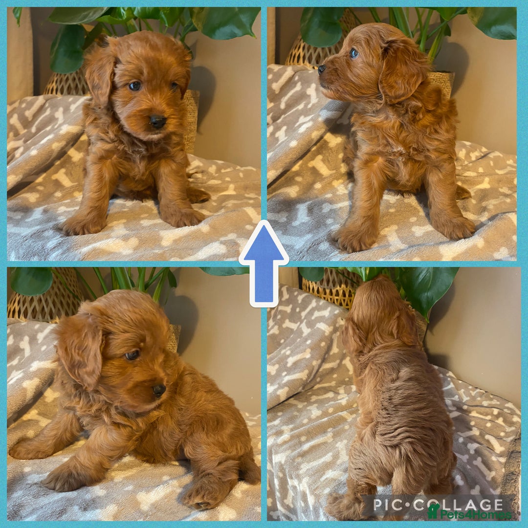 Cavapoo dogs for sale: Beautiful Cavapoo F1B  - Image 5