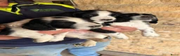 English Springer Spaniel dogs for sale: KC Reg English Springer Spaniel Black & White  - Advert 9