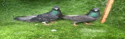 Pigeons birds for sale: Vaccinated Pakistani Pigeons – 20 Pairs - Advert 20