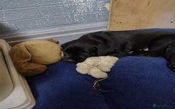 Labrador Retriever dogs for sale: Superb Active Family Dogs - Image 8