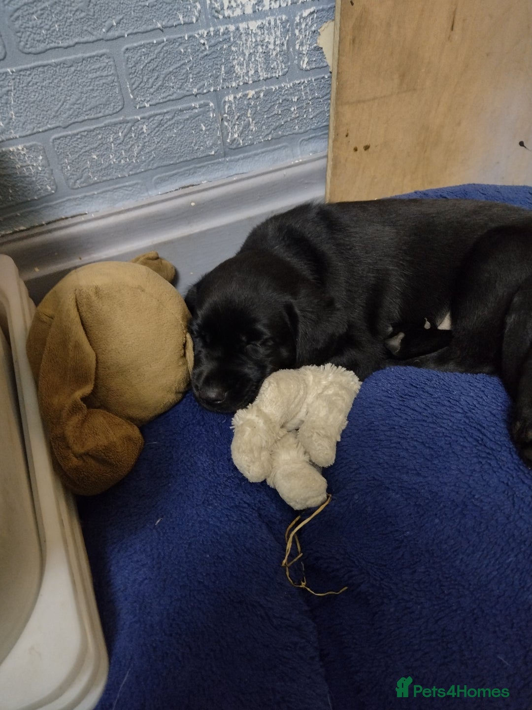Labrador Retriever dogs for sale: Superb Active Family Dogs - Image 8