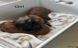Guinea Pig rodents for sale: Boys and Girls Guinea Pigs - Image 8