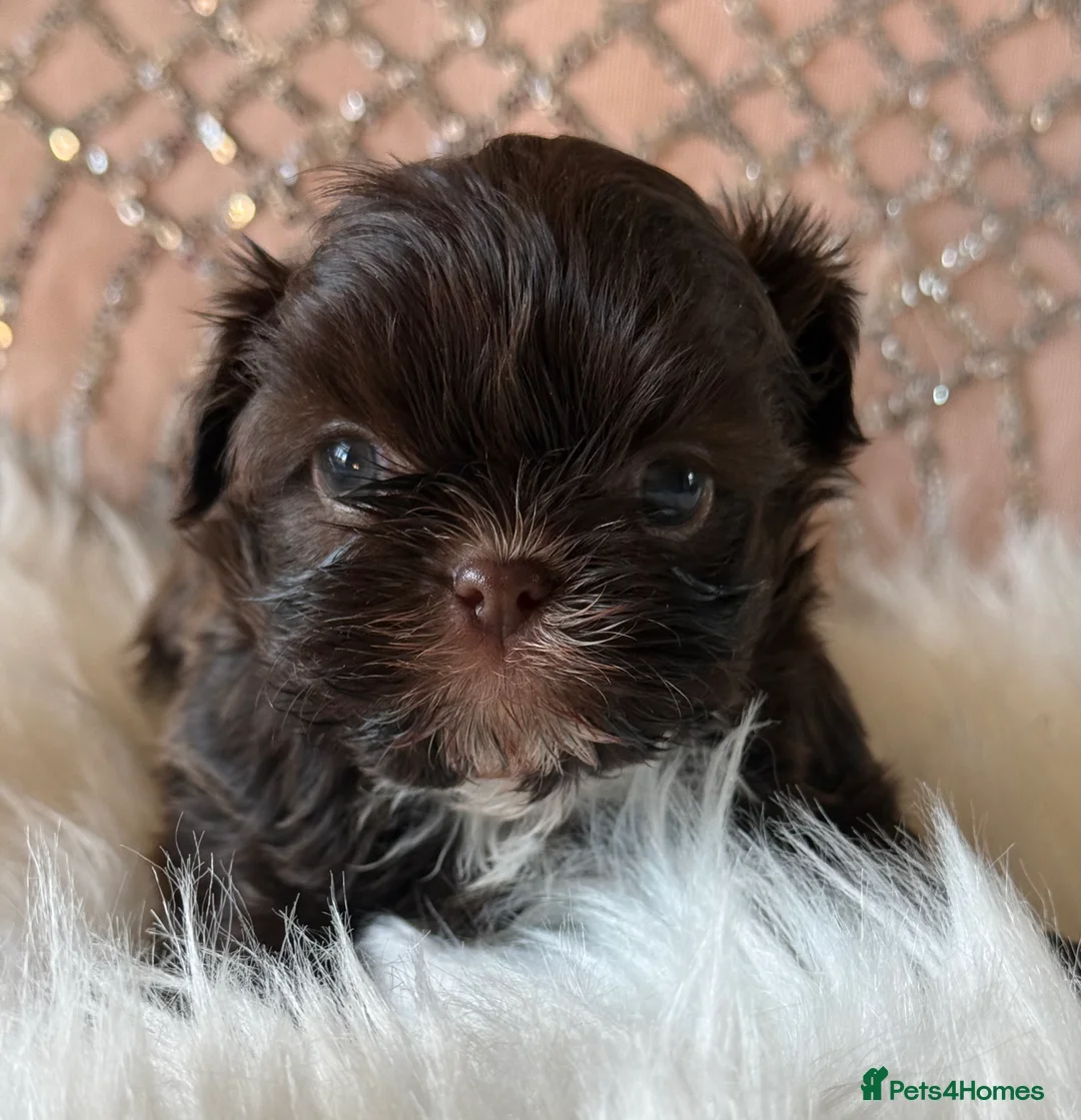 Shih Tzu dogs for sale: Imperial Shih Tzu - Advert 3