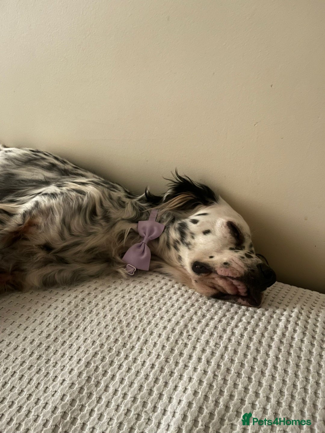 English Setter dogs for adoption: Ruby and Ellie - 2.5 years old | Female Setters - Image 14