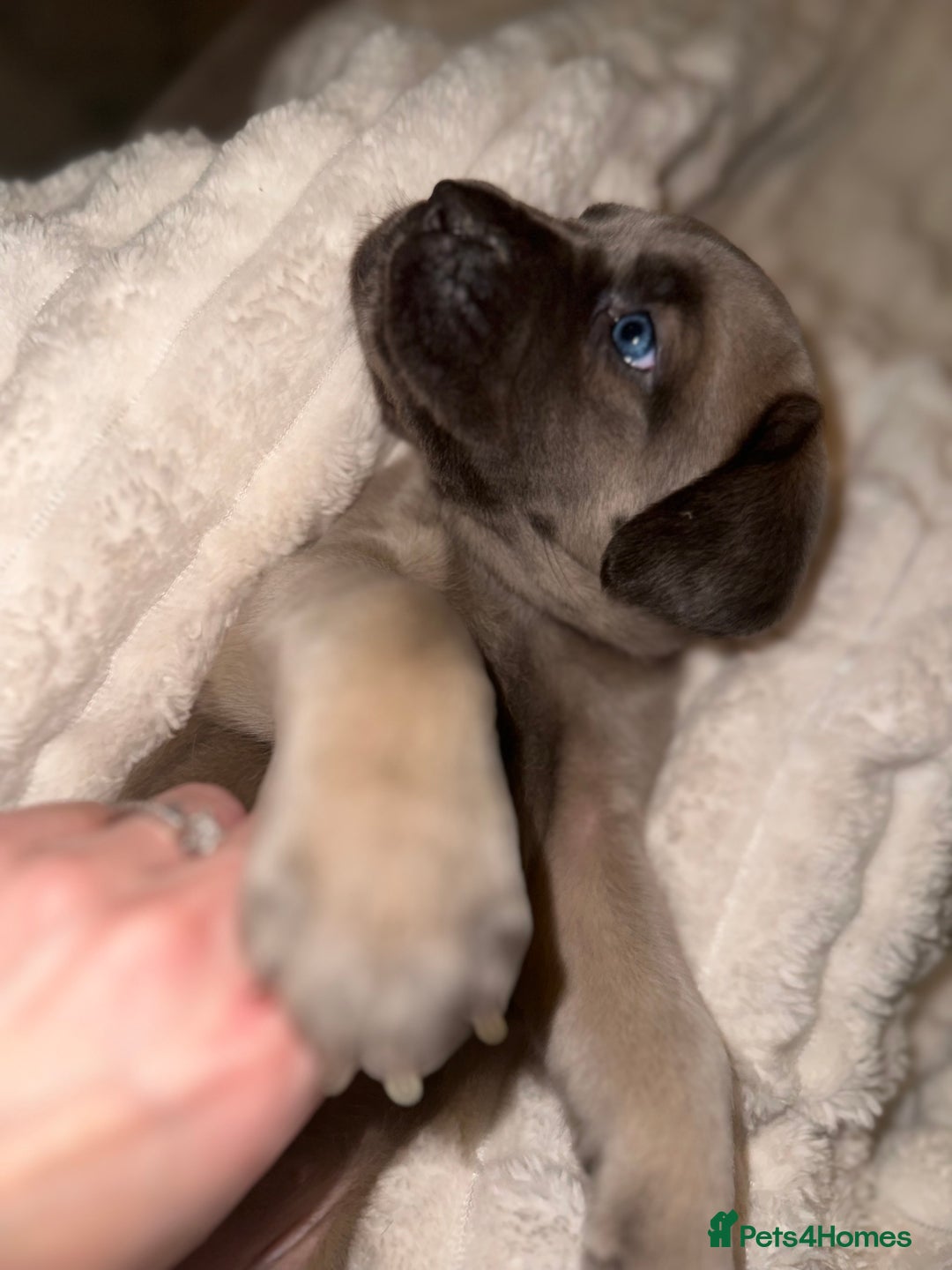 Cane Corso dogs for sale: ‼️ Champion ICCF, health tested Cane Corso pup ‼️ - Advert 6