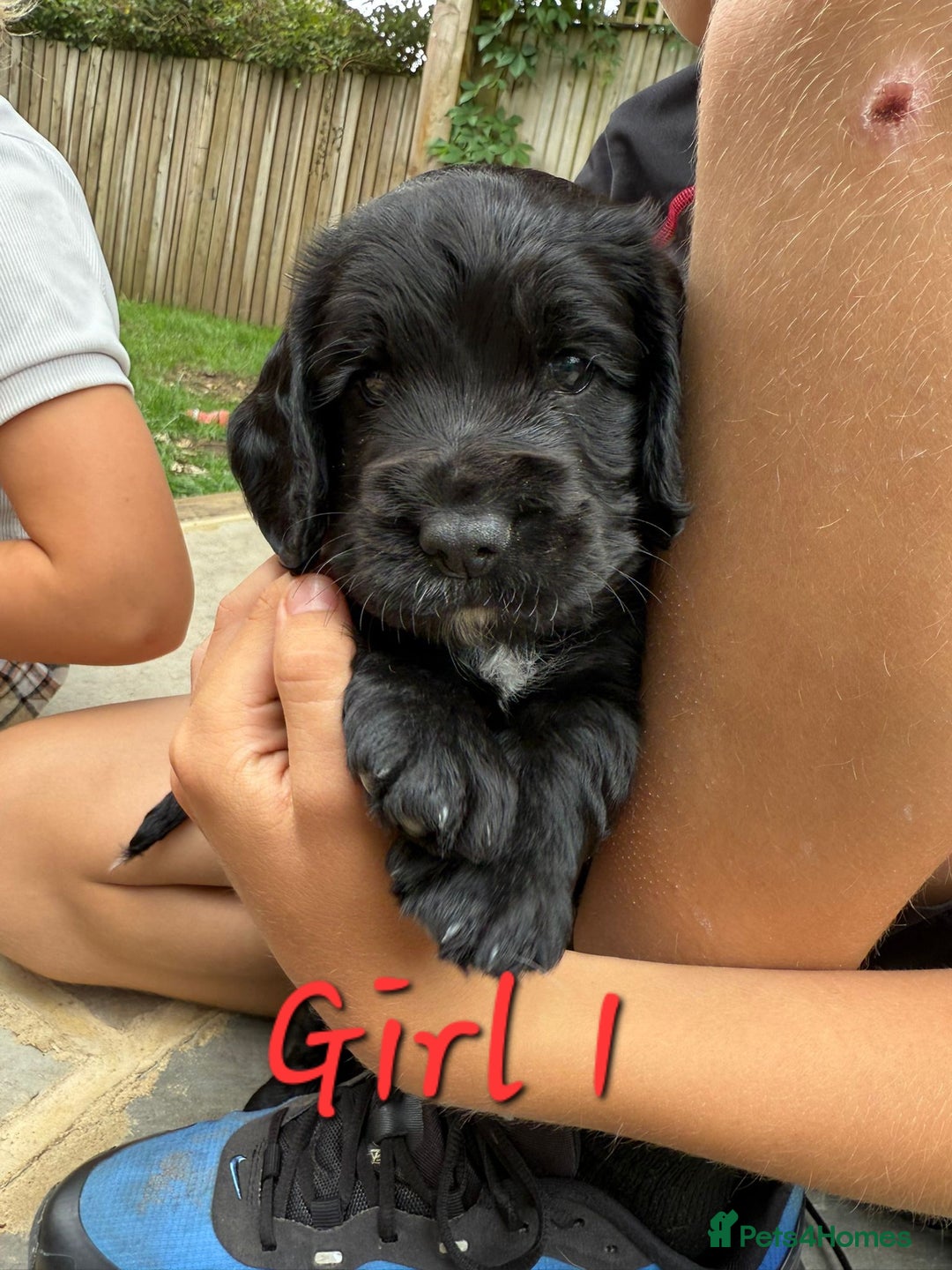 Cocker Spaniel dogs for sale: Beautiful Cocker Spaniel Puppies - Image 1