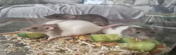 Rat rodents for sale: Beautiful full size and dwarf rats  - Advert 10