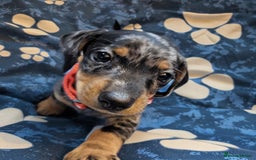 Dachshund dogs for sale: Dachshund Puppies - Image 5
