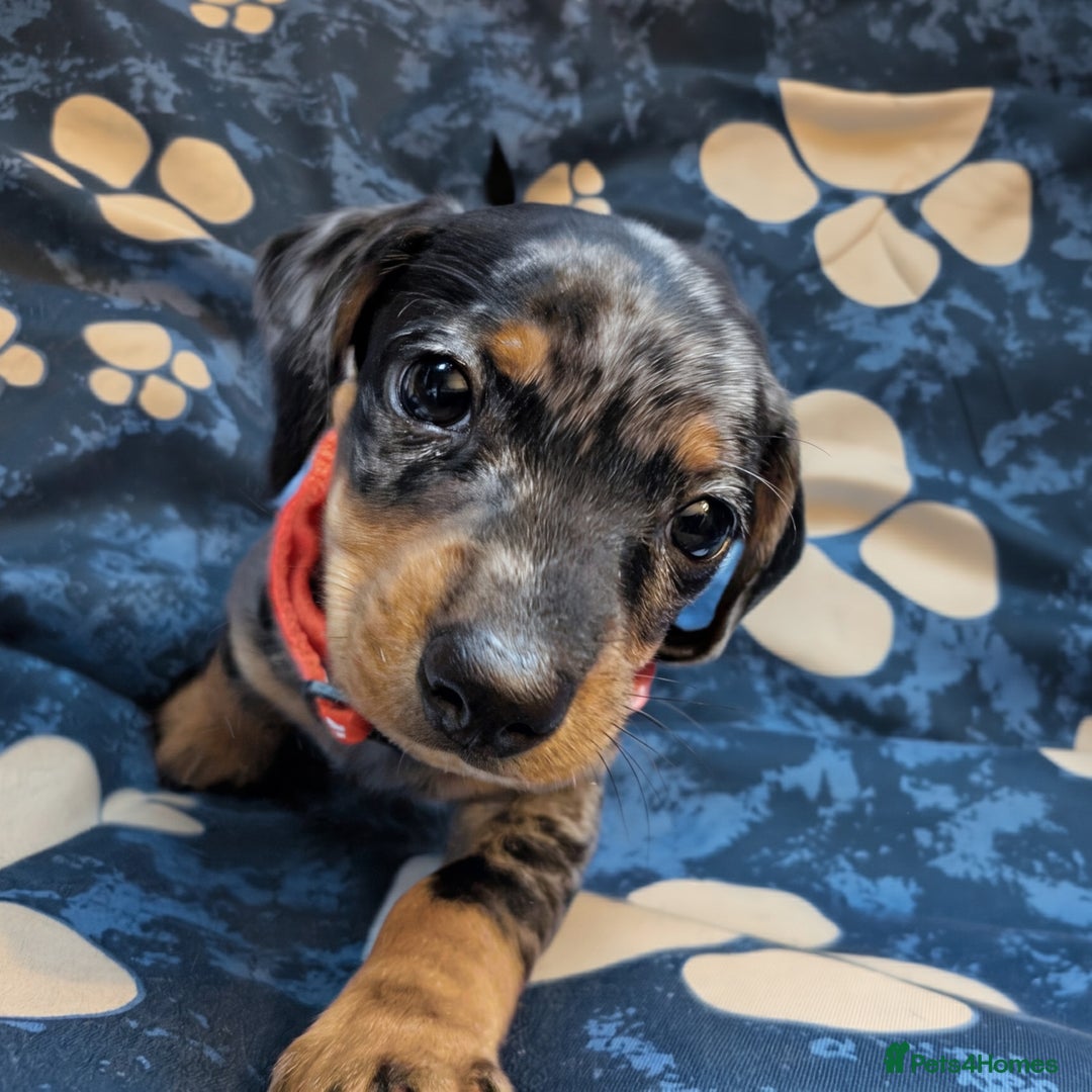 Dachshund dogs for sale: Dachshund Puppies - Image 5