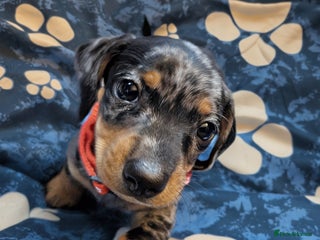 Dachshund dogs - Advert 36