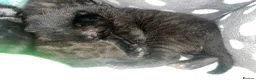 Mixed Breed cats for sale: 🐾BlackBrown Tabby Kittens needing Forever Homes🐾 in London - Advert 5