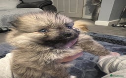 Pomeranian dogs for sale: Pomeranian puppy’s  - Image 13
