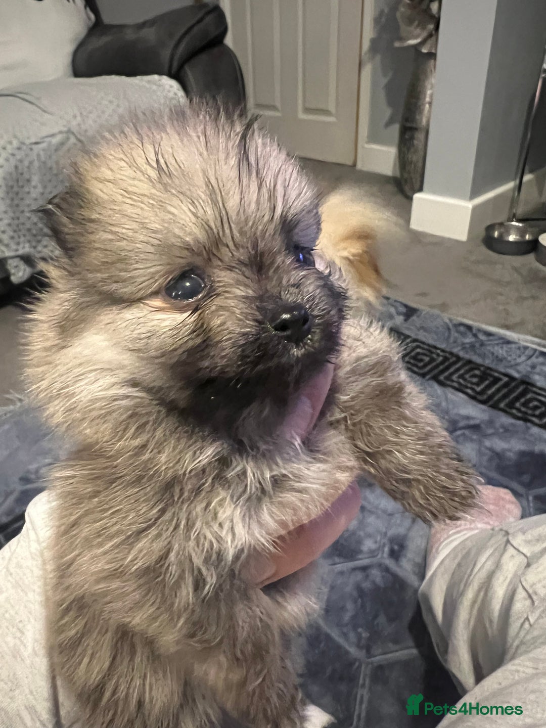 Pomeranian dogs for sale: Pomeranian puppy’s  - Image 13